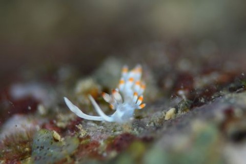 ケラマミノウミウシ