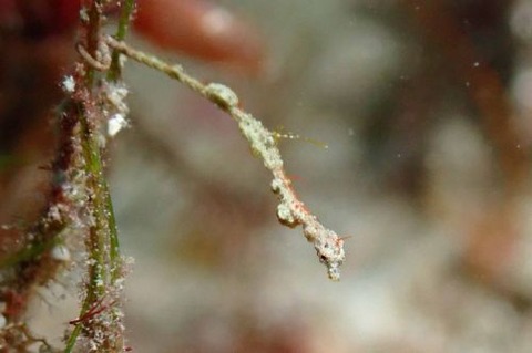 キオネミクティス・ルメンガニィ