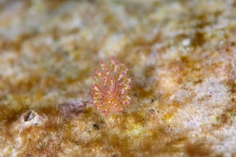 アカホシコヤナギウミウシ