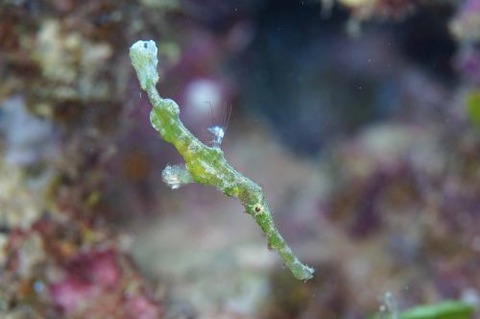 Solenostomus halimeda