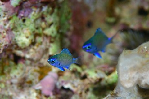 アマミスズメダイ