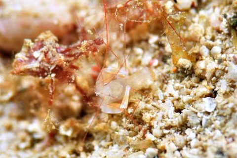 ミクロプロステマ・タケダイ