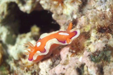 キベリアカイロウミウシ