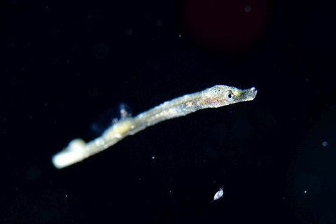 刺激的な水中生物