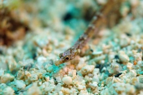 ヨウジウオ科の1種