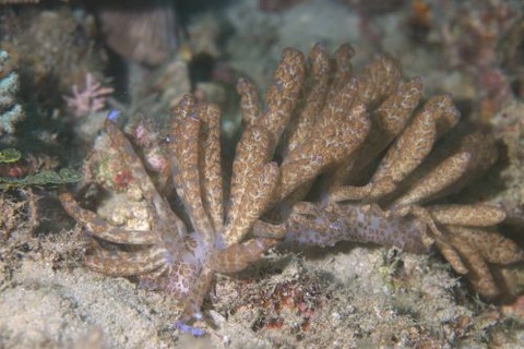 オオコノハミノウミウシ