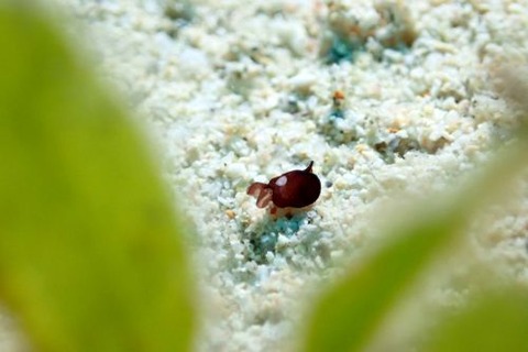 アワツブガイ科の1種