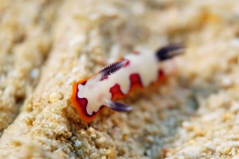 フジナミウミウシ