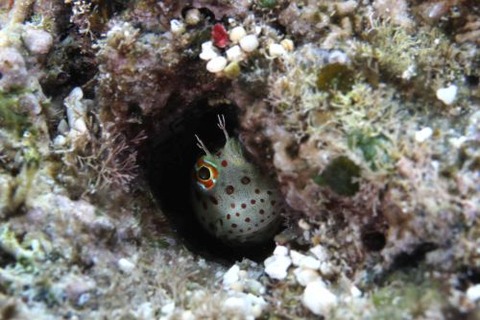 モンツキカエルウオ