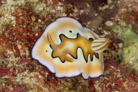 シラナミイロウミウシ