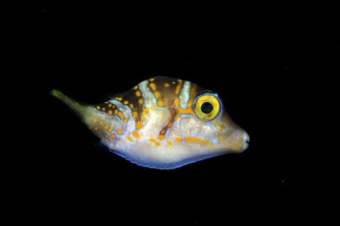 刺激的な水中生物