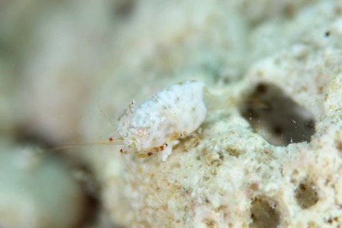 ズングリヒメサンゴモエビ