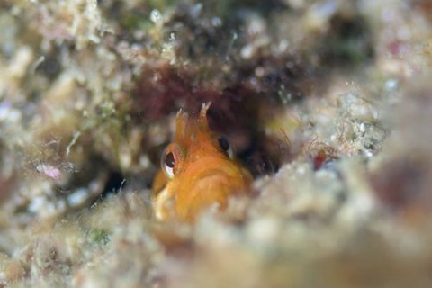 ハダカコケギンポ