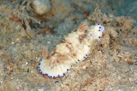 ミナミコモンウミウシ