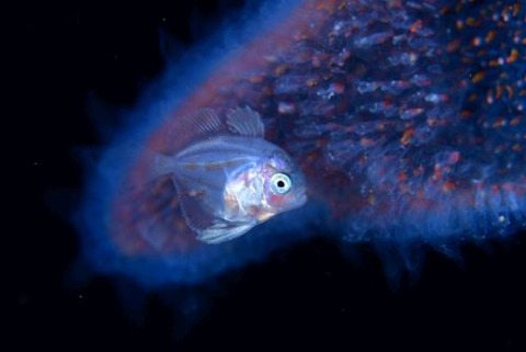 刺激的な水中生物