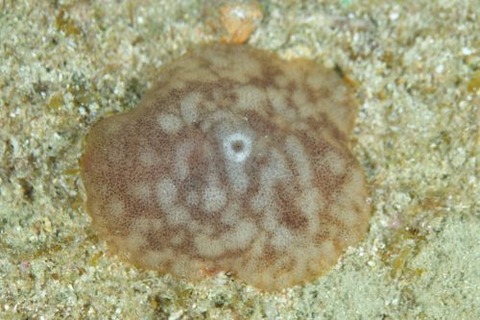 ヒノマルフシエラガイ