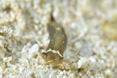 アカボシツバメガイ