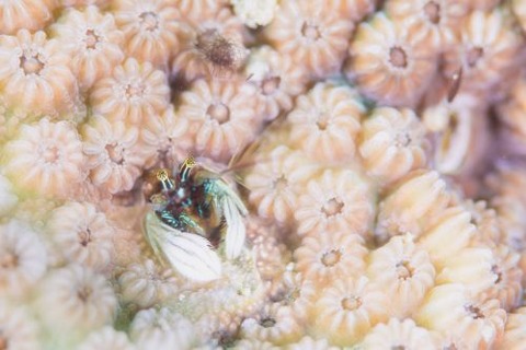 カンザシヤドカリ