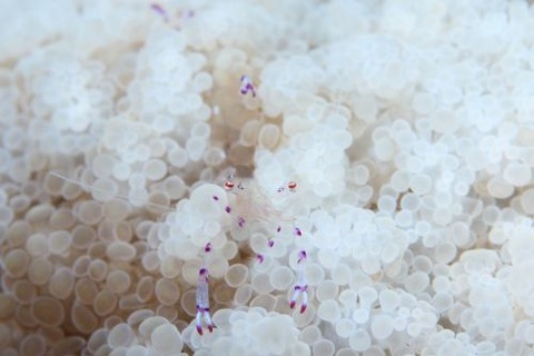 ナデシコカクレエビ