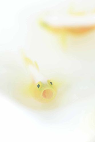 ナカモトイロワケハゼ