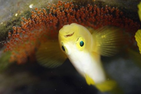 ナカモトイロワケハゼ