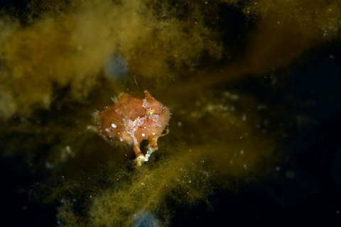 刺激的な水中生物