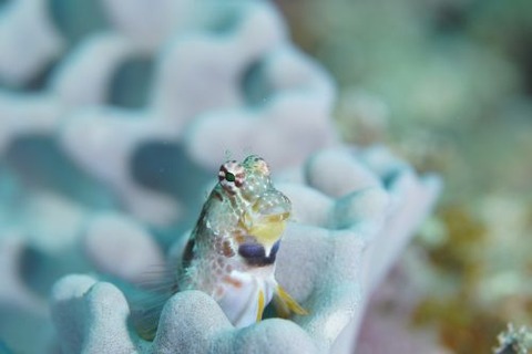 エリグロギンポ