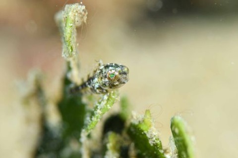 ハタタテギンポ