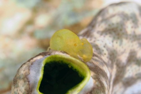 Periclimenaeus storchi