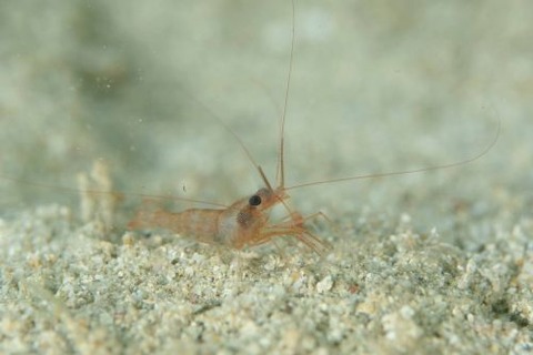 ヒゲナガモエビ属の1種