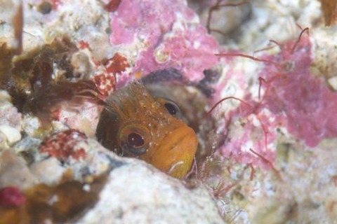 ハダカコケギンポ