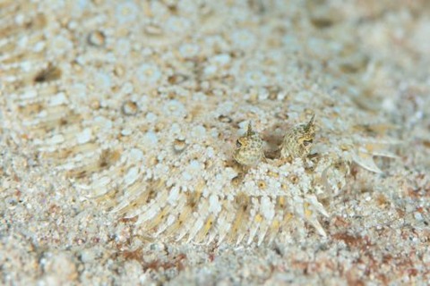 ダルマガレイ科の1種