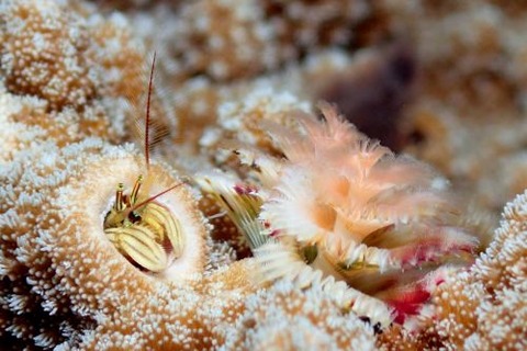 カンザシヤドカリ