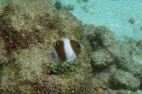 ダンダラスズメダイ