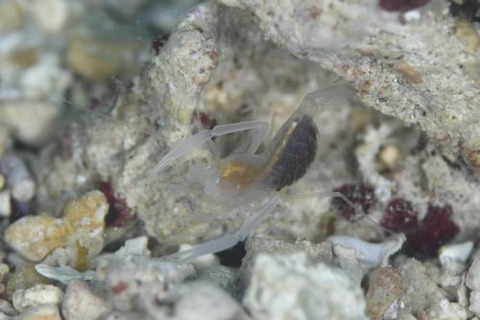 スベスベサンゴヒメエビ