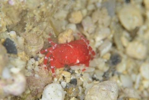 ヒメベニオウギガニ