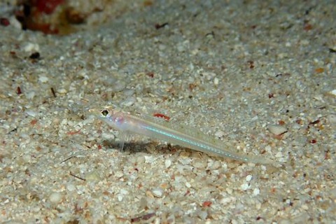 ホカケトラギス科の1種