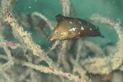 オオヒレテンスモドキ