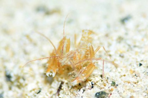 サンゴヒメエビ