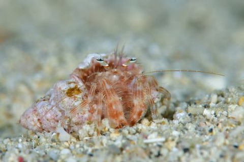 イトヒキヤドカリ