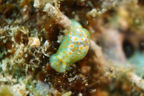 ミガキブドウガイ