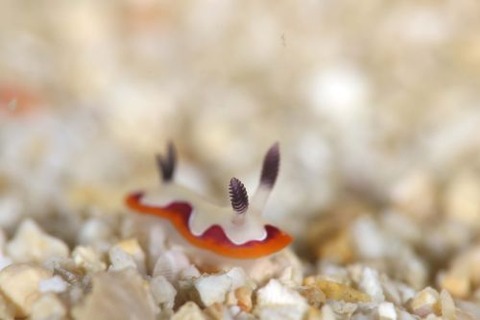 フジナミウミウシ