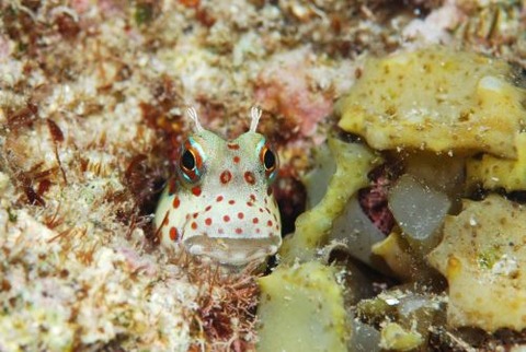 モンツキカエルウオ