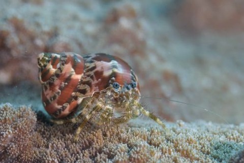 オキナワホンヤドカリ