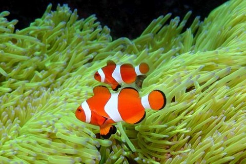 カクレクマノミ