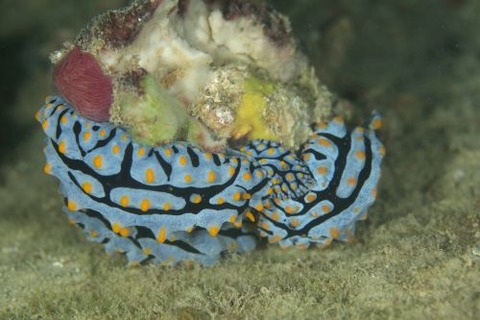 タテヒダイボウミウシ