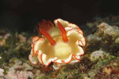 グロッソドーリス・シンメトリクス