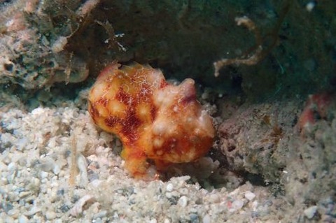 カエルアンコウモドキ