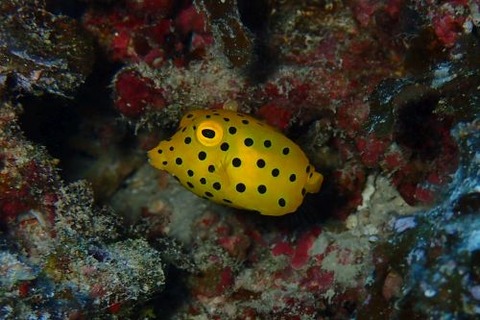 ミナミハコフグ