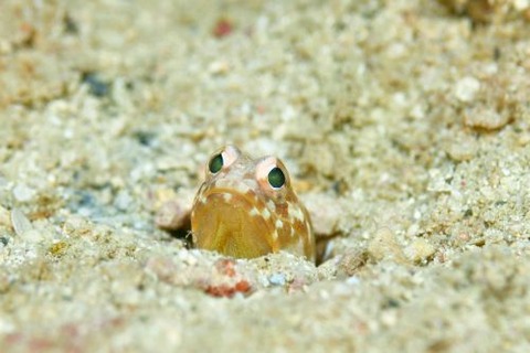 ホシカゲアゴアマダイ